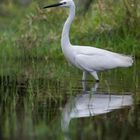 Seidenreiher (Egretta garzetta)