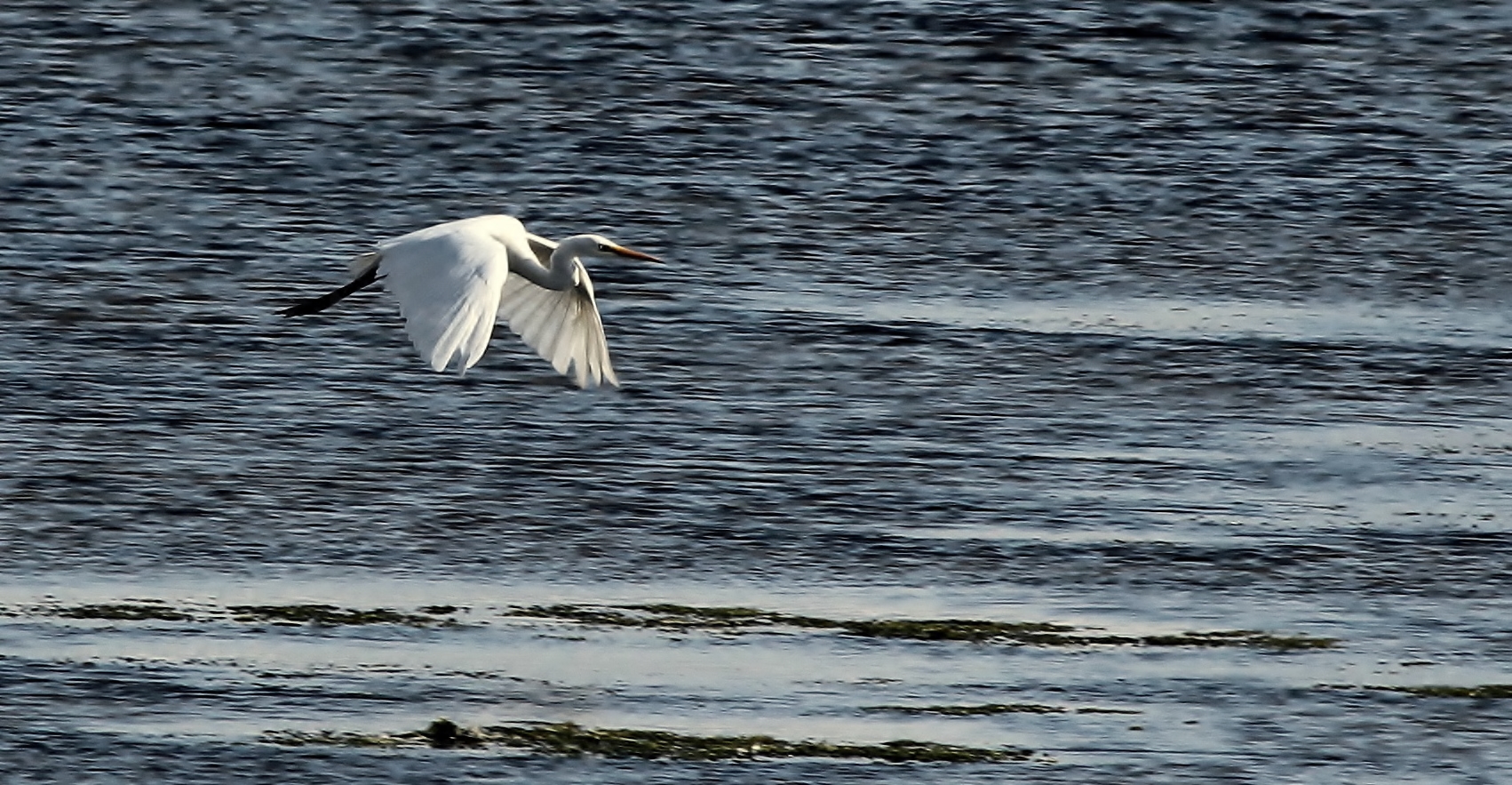 Seidenreiher (Egretta garzetta) 