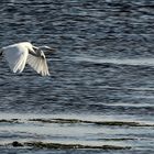 Seidenreiher (Egretta garzetta) 