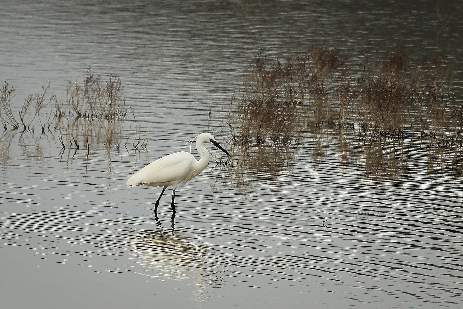 Seidenreiher (Egretta garzetta)