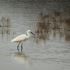 Seidenreiher (Egretta garzetta)