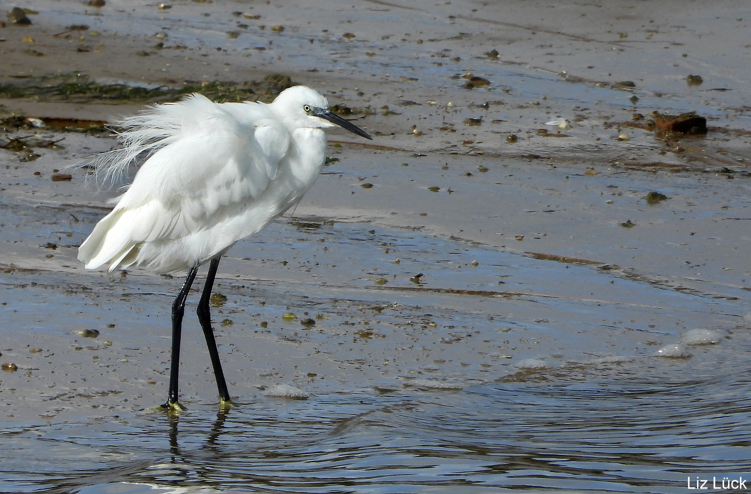 Seidenreiher (Egretta garzetta) 