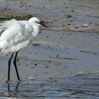 Seidenreiher (Egretta garzetta) 