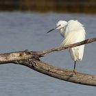 Seidenreiher (Egretta garzetta)