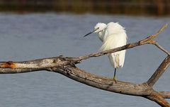 Seidenreiher (Egretta garzetta)