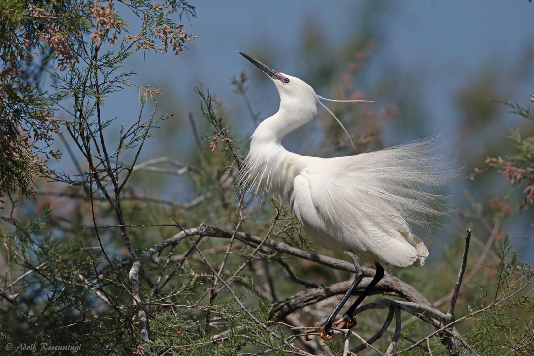 Seidenreiher (Egretta garzetta)