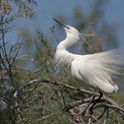 Seidenreiher (Egretta garzetta)