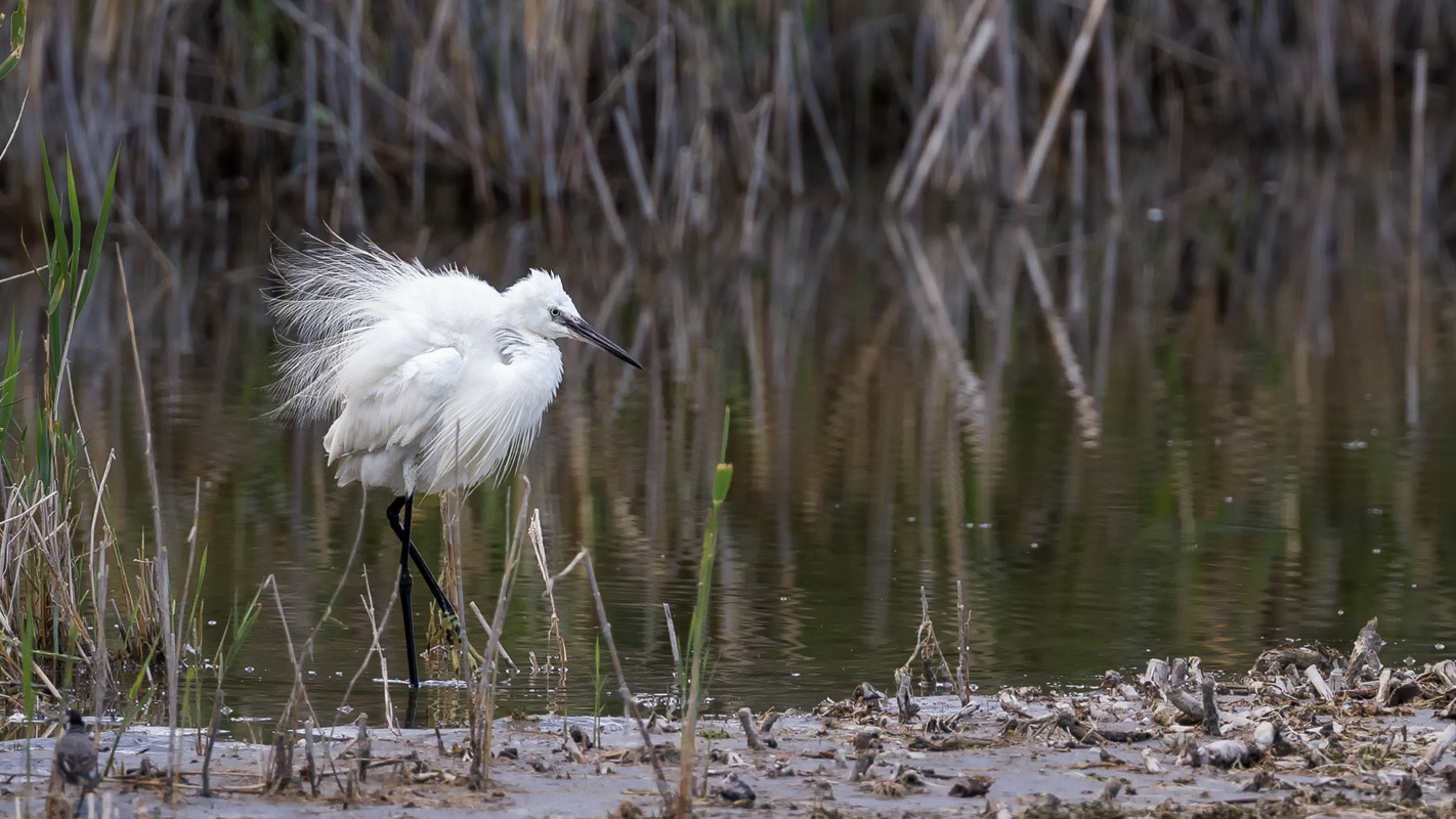 Seidenreiher (Egretta garzetta)