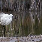 Seidenreiher (Egretta garzetta)