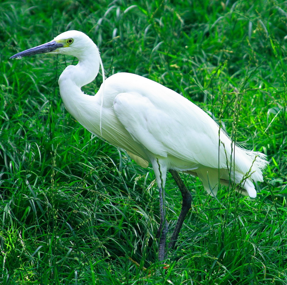 Seidenreiher (Egretta garzetta)