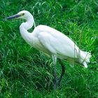 Seidenreiher (Egretta garzetta)