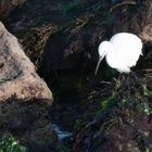 Seidenreiher (Egretta garzetta) an der bretonischen Küste