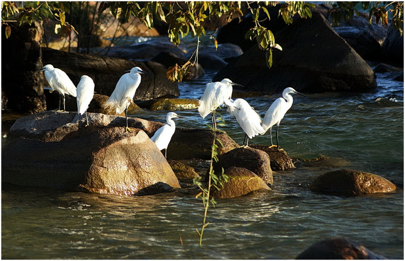 Seidenreiher (Egretta garzetta) auf Likoma Island