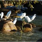 Seidenreiher (Egretta garzetta) auf Likoma Island