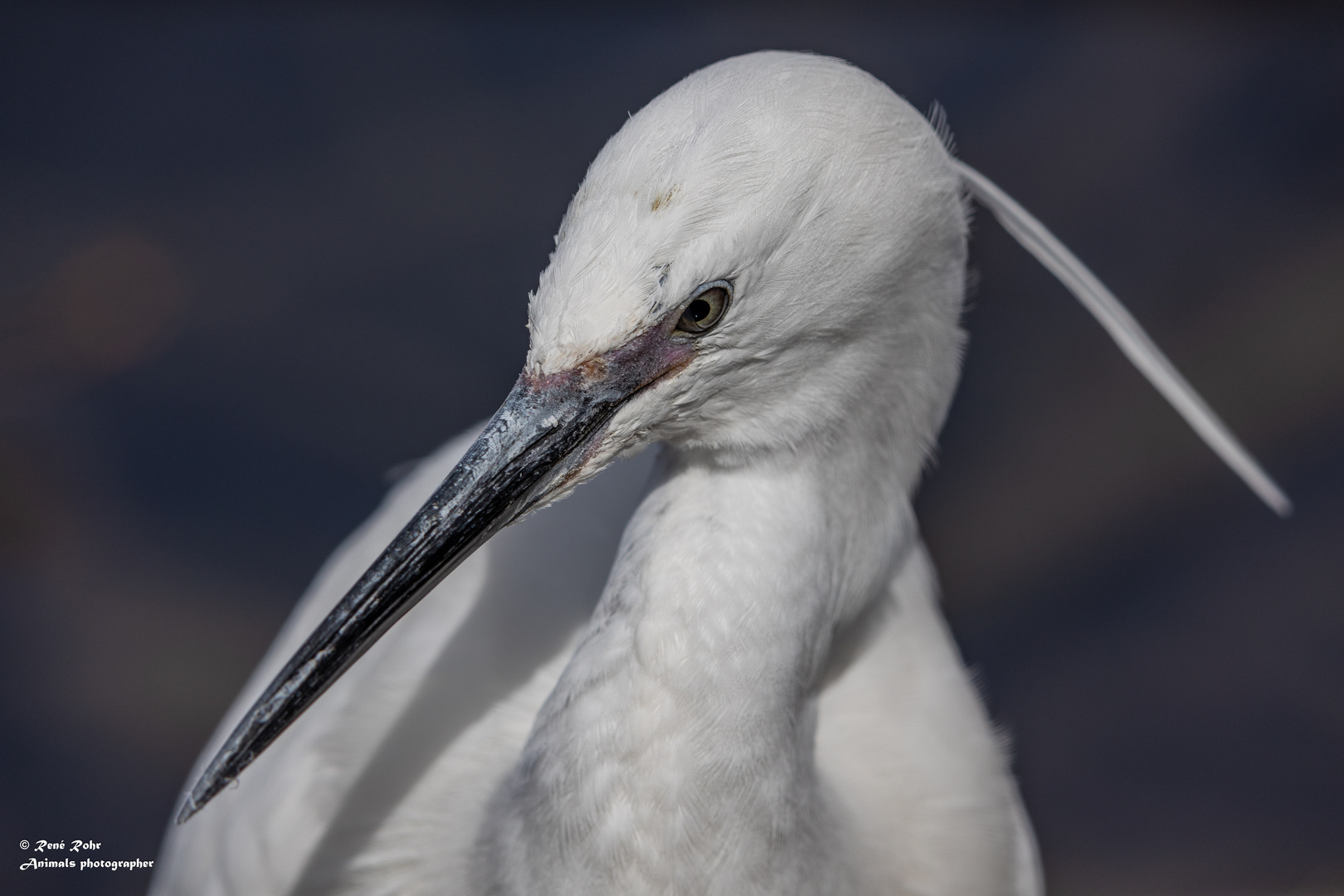 Seidenreiher Egretta garzetta