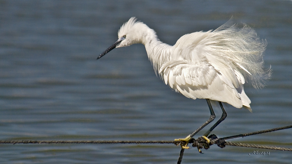 Seidenreiher ( Egretta garzetta )