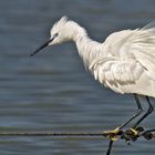 Seidenreiher ( Egretta garzetta )