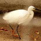 Seidenreiher (Egretta garzetta)