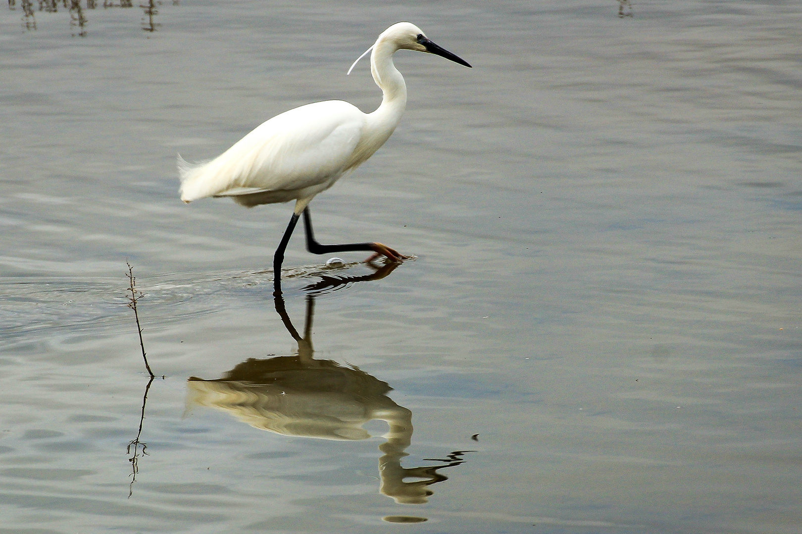 Seidenreiher (Egretta garzetta)