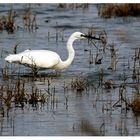 Seidenreiher (Egretta garzetta)