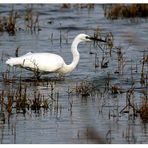 Seidenreiher (Egretta garzetta)