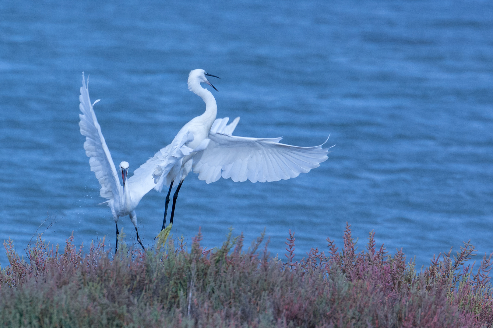 Seidenreiher (Egretta garzetta), Isla Cristina, Spanien