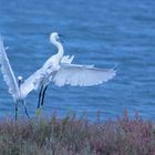 Seidenreiher (Egretta garzetta), Isla Cristina, Spanien