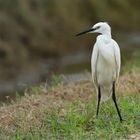 Seidenreiher, (Egretta garzetta), Little egret, Garceta común