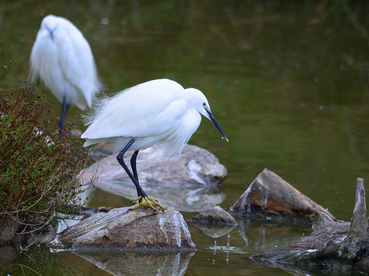 Seidenreiher, (Egretta garzetta), Little egret, Garceta común