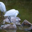 Seidenreiher, (Egretta garzetta), Little egret, Garceta común
