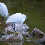 Seidenreiher, (Egretta garzetta), Little egret, Garceta común