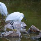 Seidenreiher, (Egretta garzetta), Little egret, Garceta común