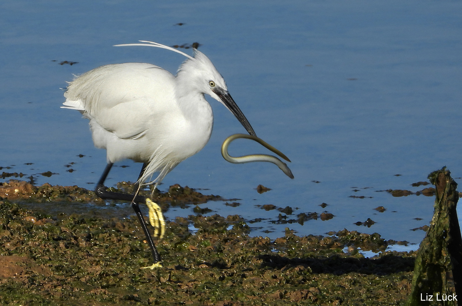 Seidenreiher (Egretta garzetta) mit "Frühstück"