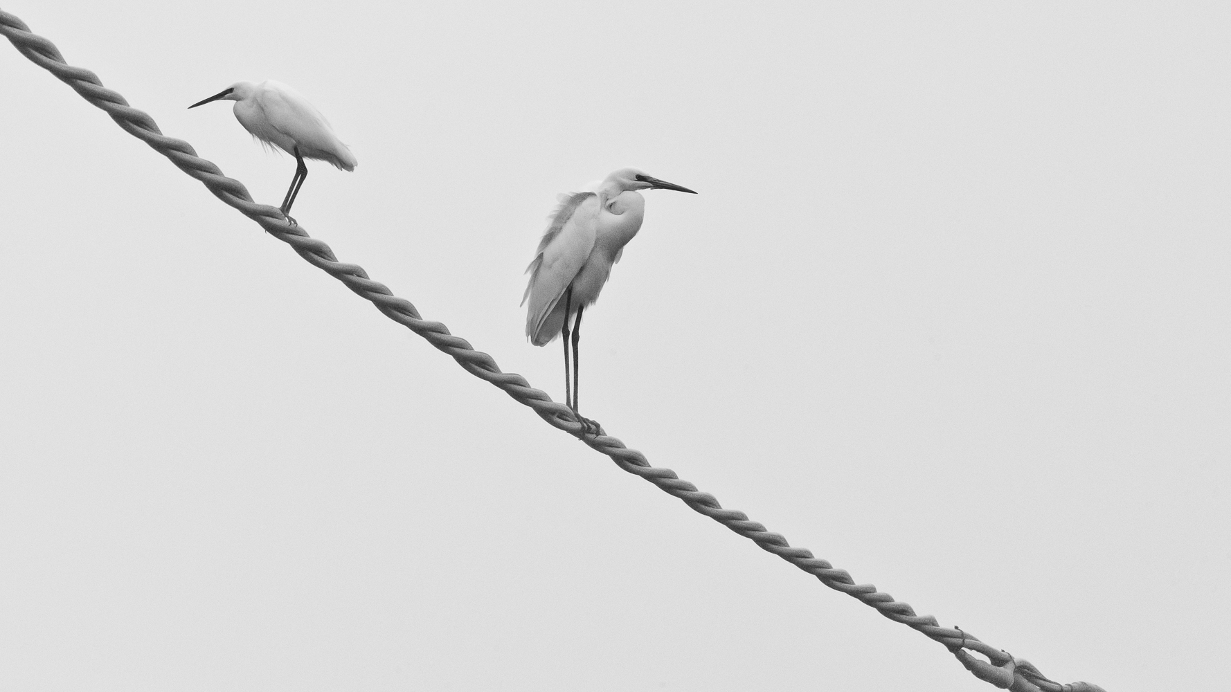 Seidenreiher (Egretta garzetta) & Silberreiher (Egretta alba)