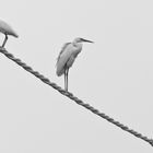 Seidenreiher (Egretta garzetta) & Silberreiher (Egretta alba)