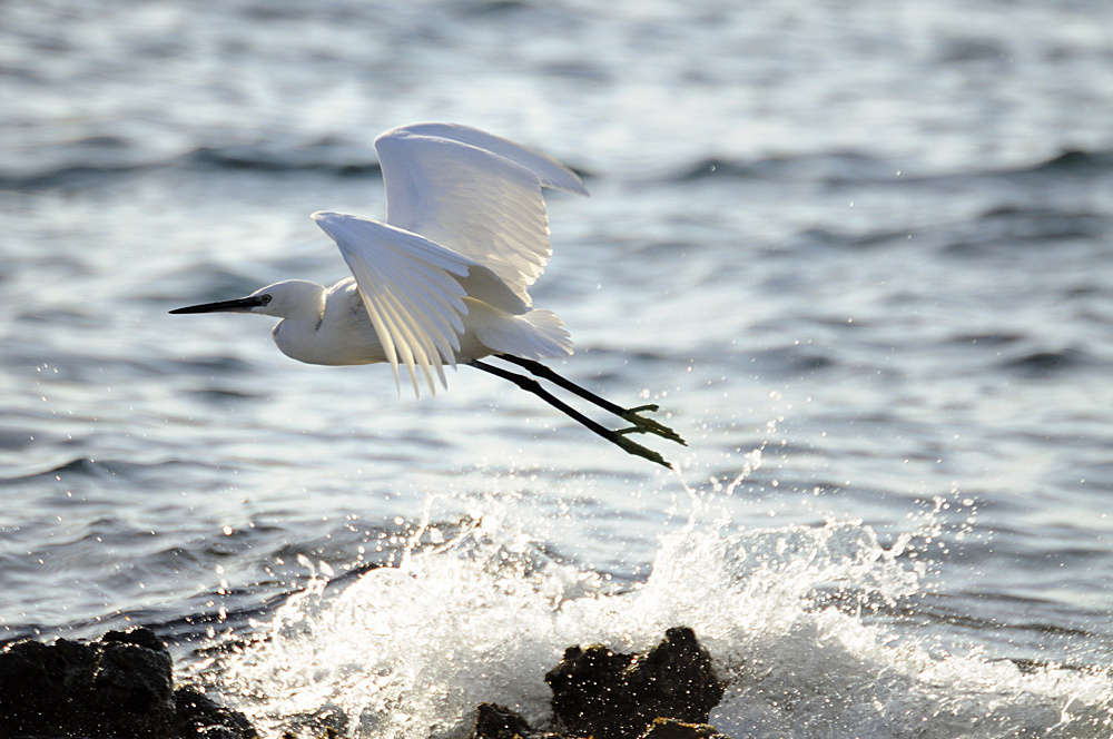 Seidenreiher (egretta gazetta)