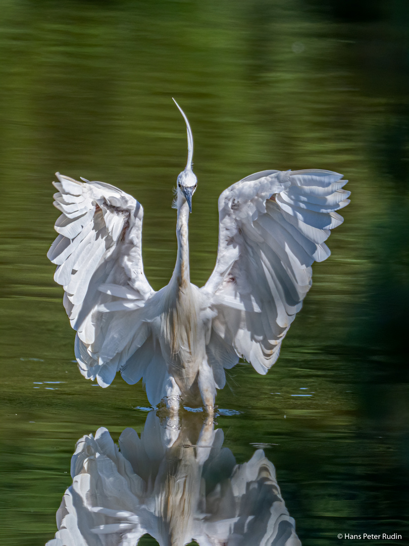 Seidenreiher – Eintauchen