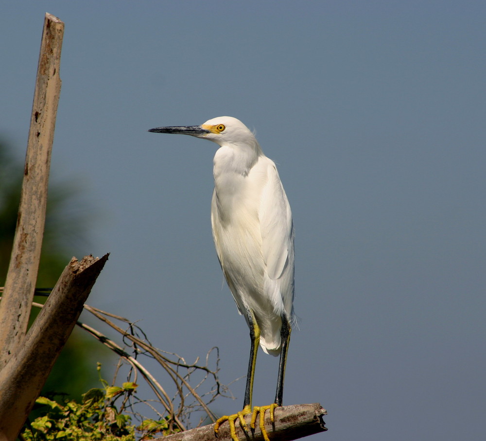 Seidenreiher