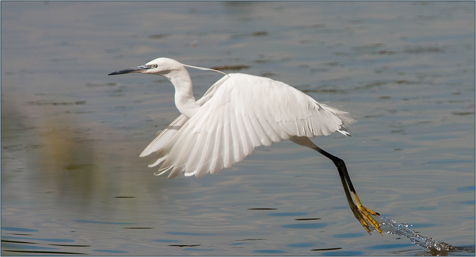 Seidenreiher fliegt ab