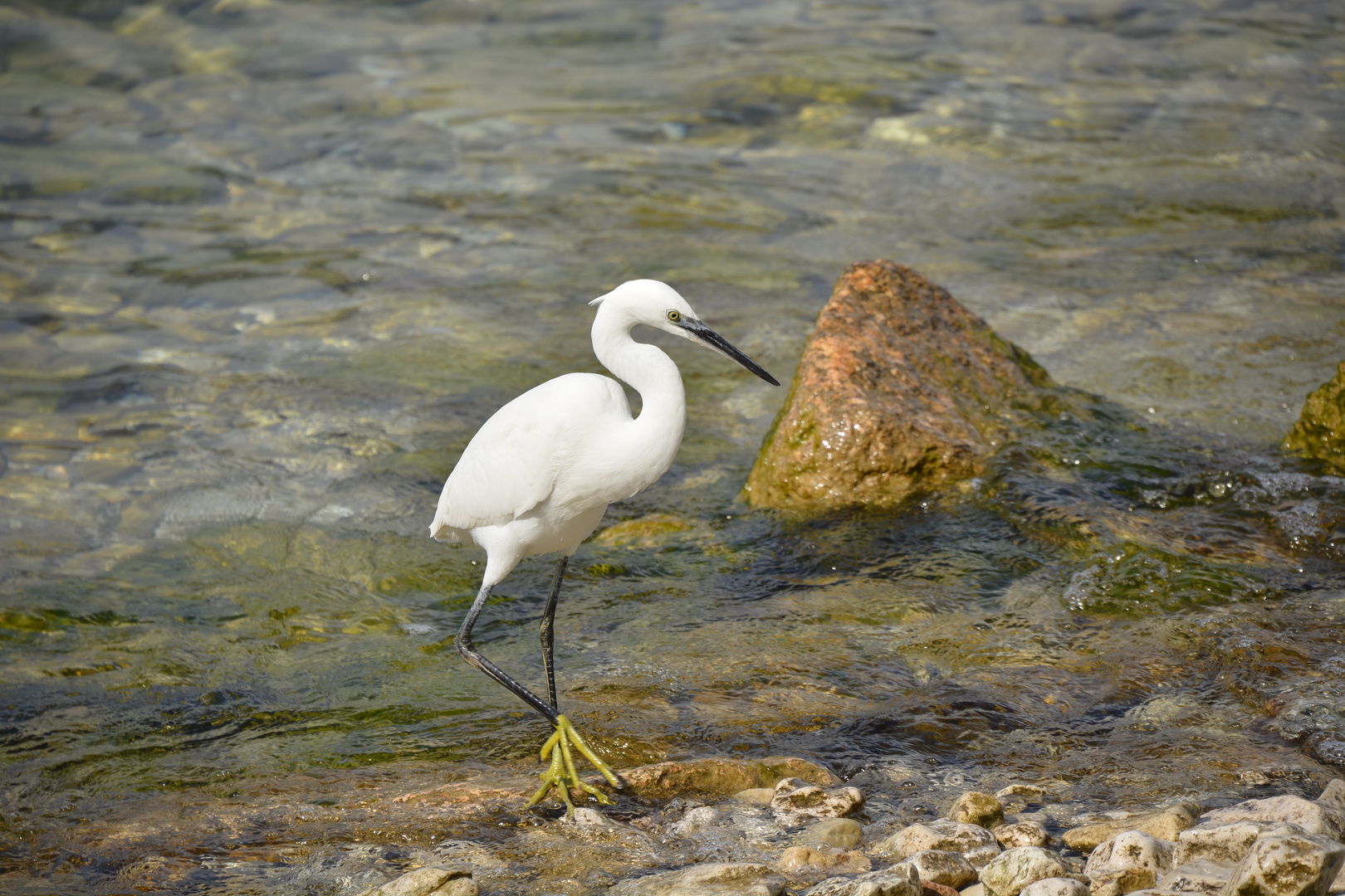 Seidenreiher Gardasee