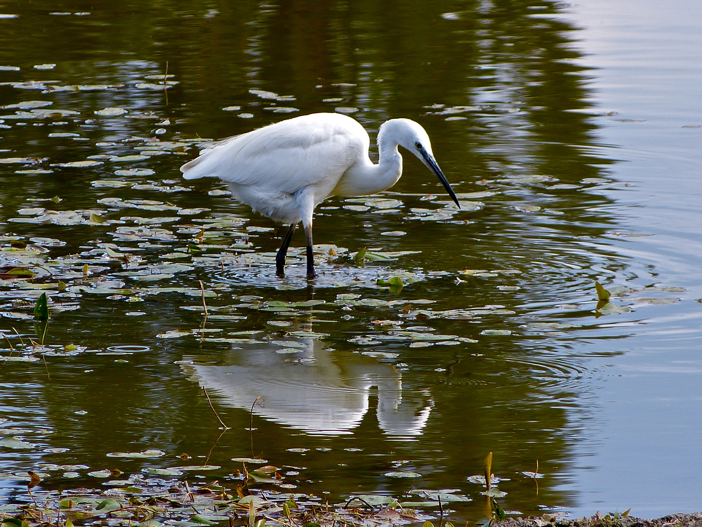 Seidenreiher im Abendlicht