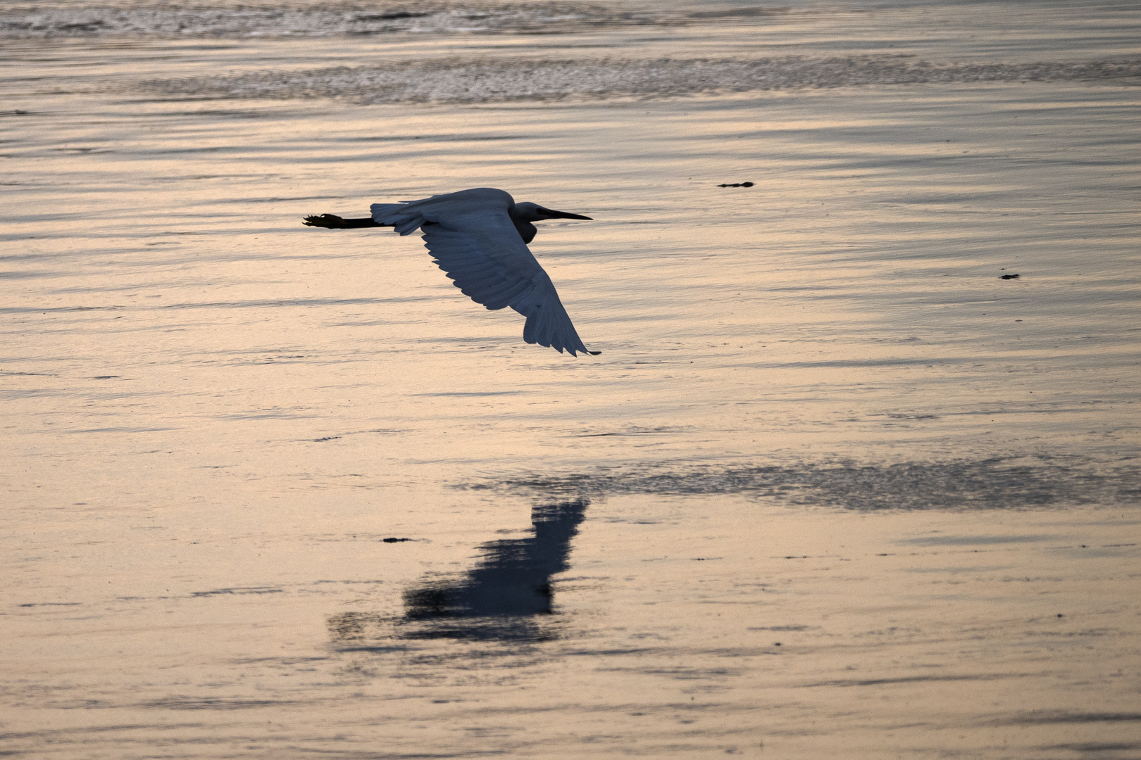 Seidenreiher im Abendlicht