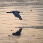 Seidenreiher im Abendlicht