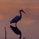 Seidenreiher im Abendlicht