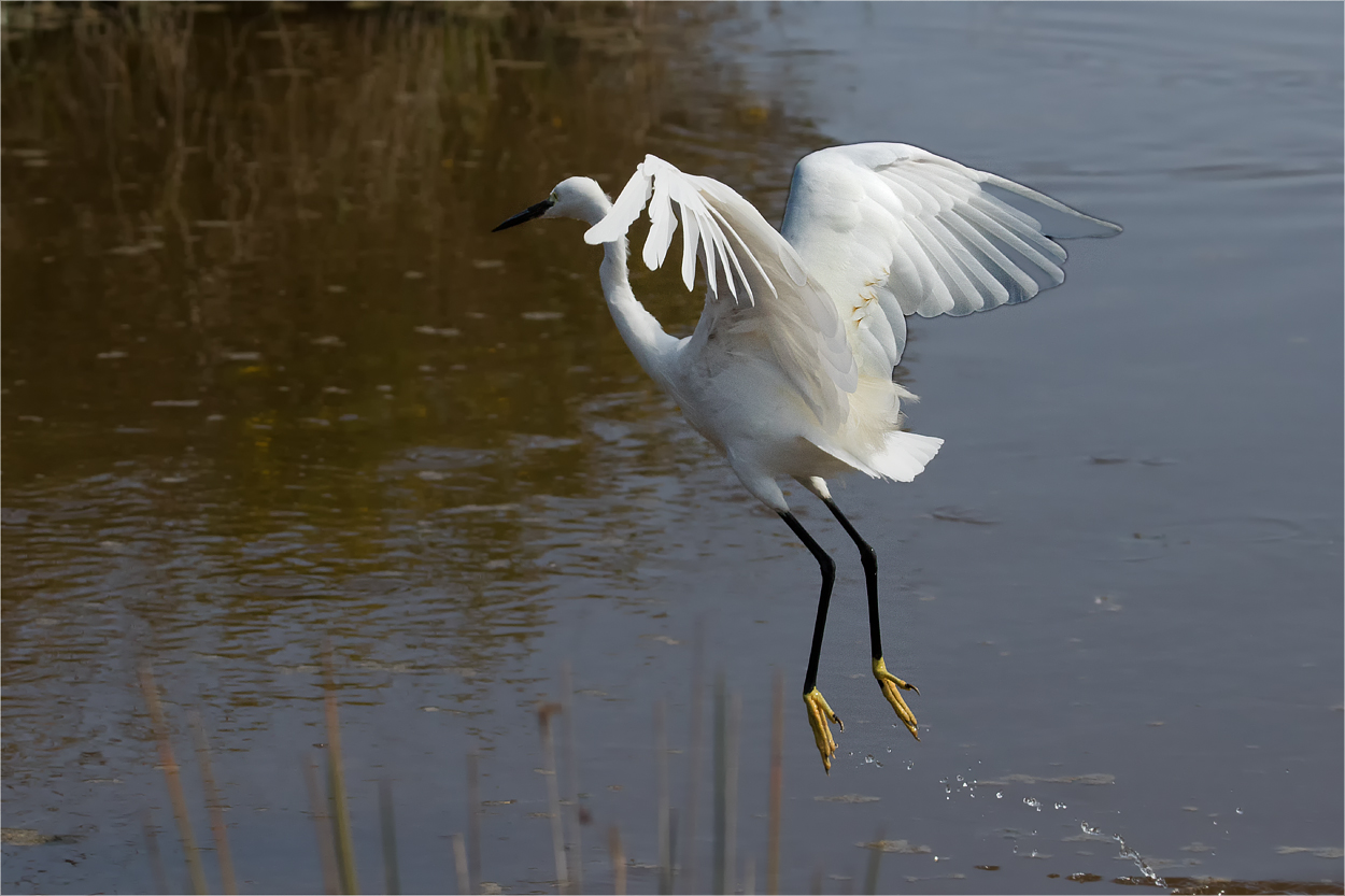 Seidenreiher im Abflug