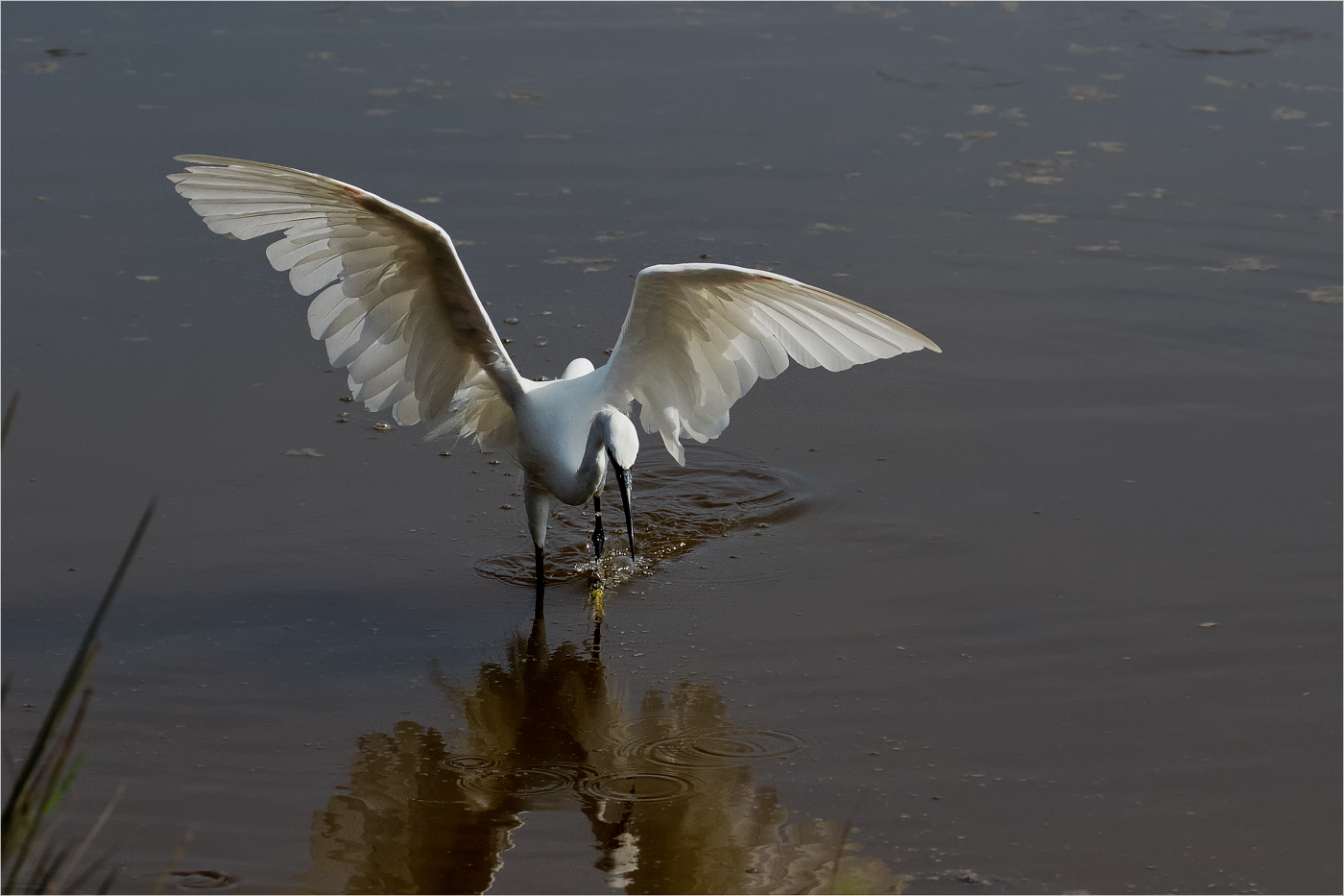 Seidenreiher im Albufera NP am späten Vormittag