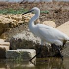 Seidenreiher im Albufera NP