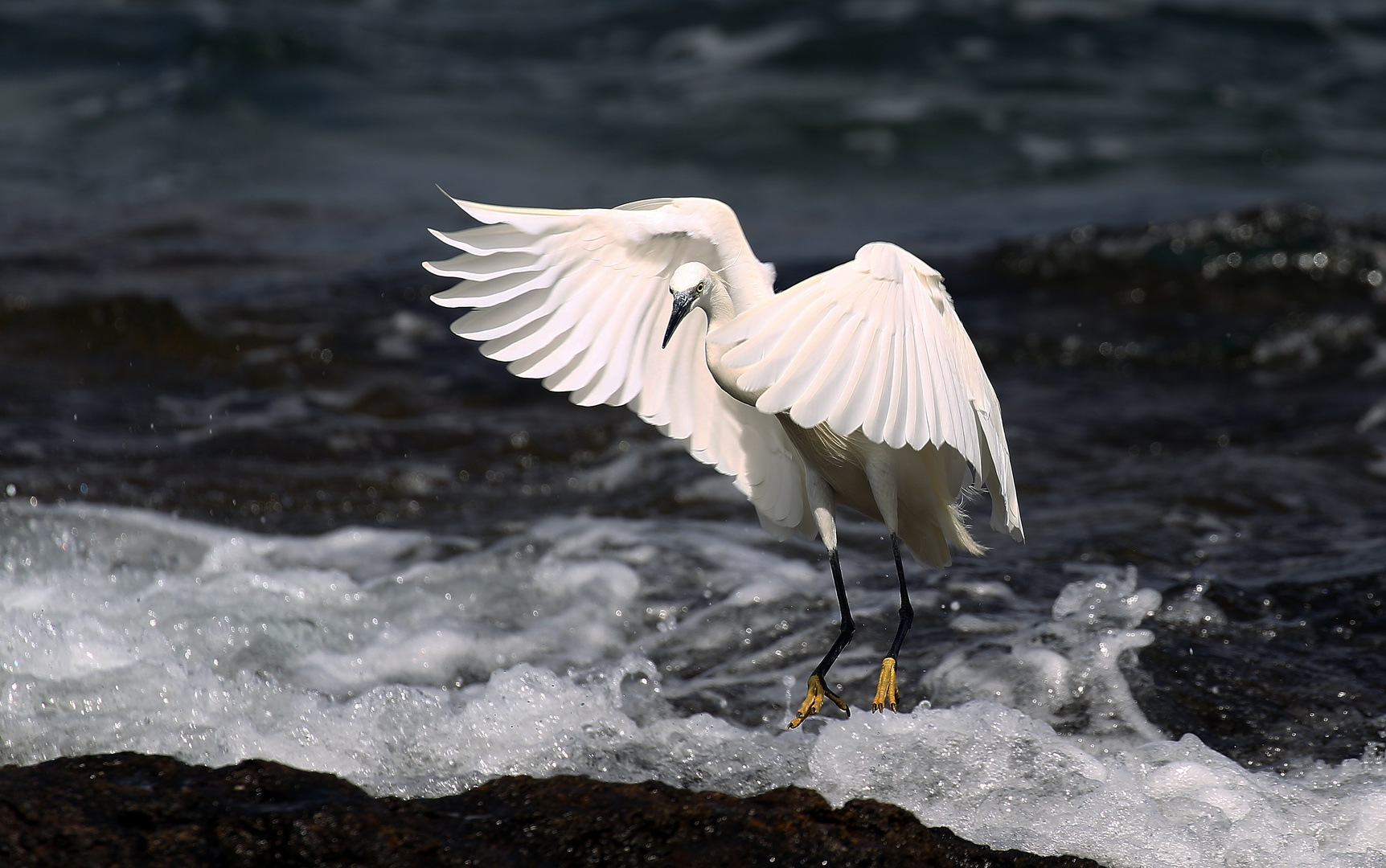 Seidenreiher im Anflug