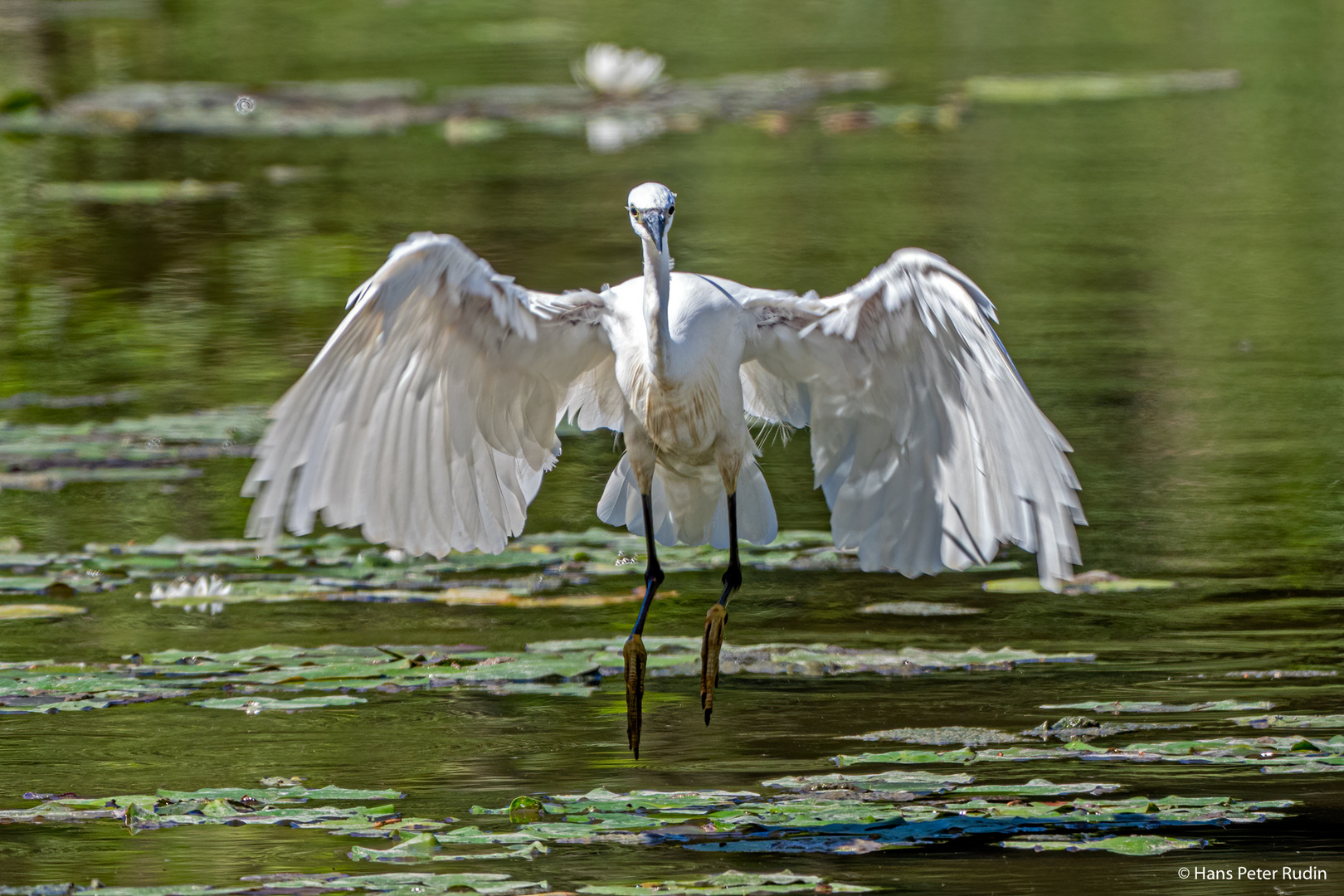 Seidenreiher – Im Anflug