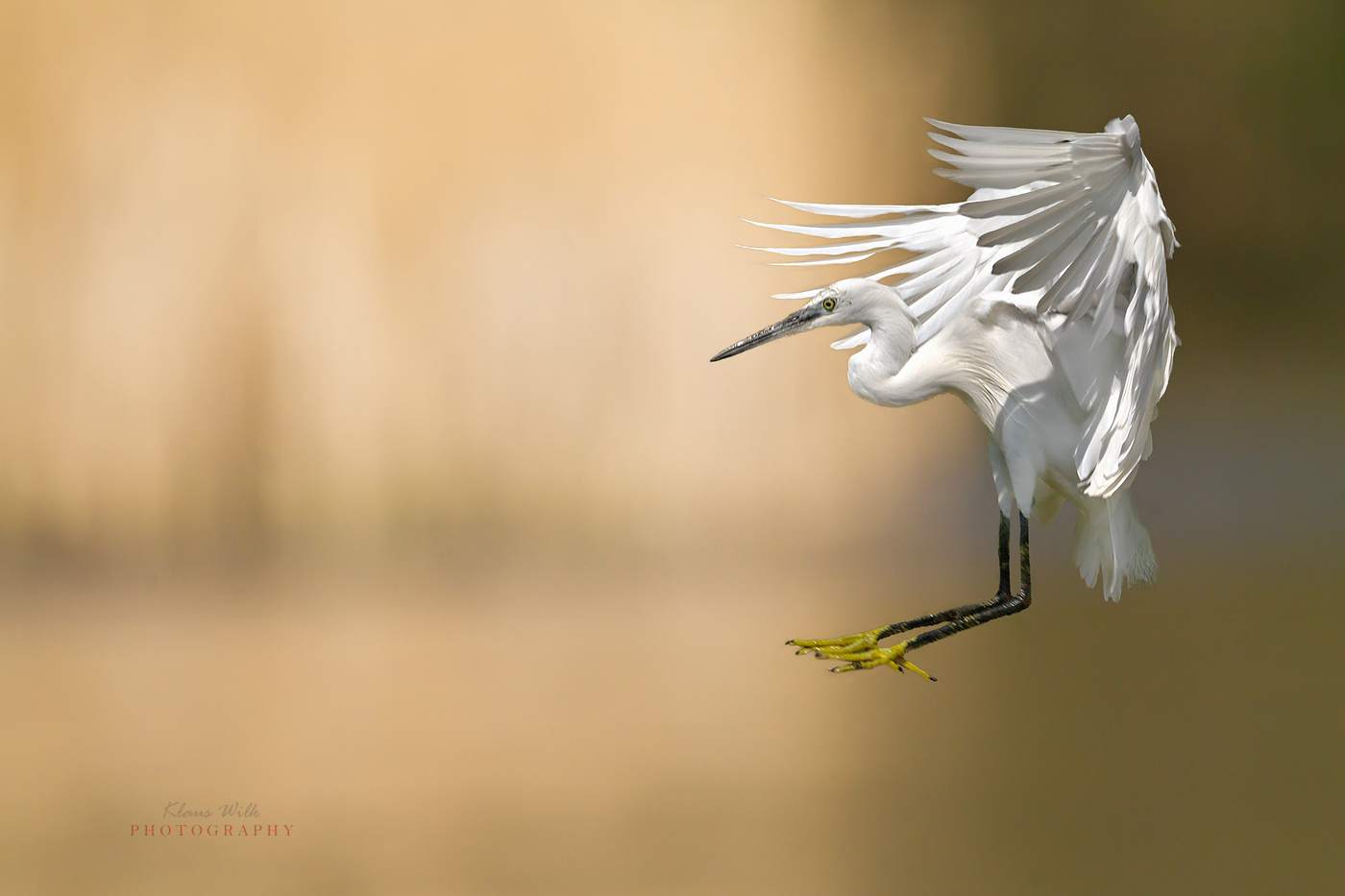 Seidenreiher im Anflug